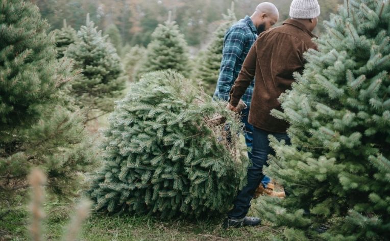 helping hand with tree moving